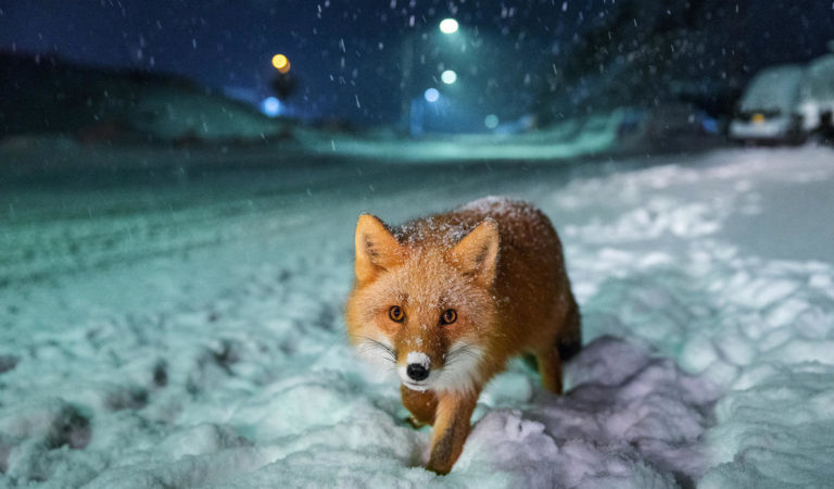 25 Scatti mozzafiato dei Sony World Photography Awards 2018 25 Scatti mozzafiato dei Sony World Photography Awards 2018