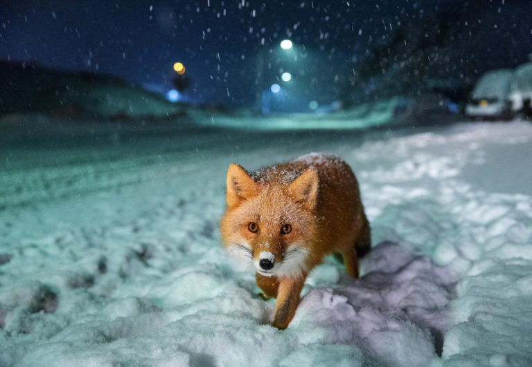 25 Scatti mozzafiato dei Sony World Photography Awards 2018