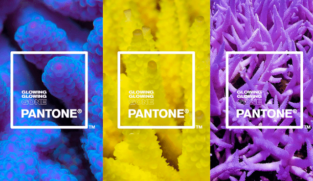 Pantone e Adobe uniscono le forze con la palette ispirata ai coralli